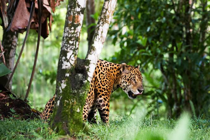 Le Zoo de Guyane